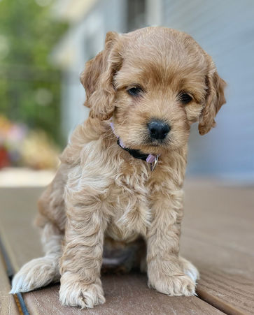 Adorable apricot Cockapoo puppy posed outside for her 5 week photo shoot on a sunny summer day in New England with a backdrop of bright green foliage.  She is being raised by Chesley Hill Cockapoos a family breeder of Cockapoo puppies located in New Hampshire, just north of Boston.  
