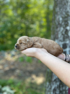 Male Cockapoo puppy lovingly held for his 2 week photo shoot at Chesley Hill Cockapoos, New England Cockapoo breeder providing happy and healthy Cockapoo puppies to families in Boston, Massachusetts, NYC, CT, RI, NH, VT, MD, all of New England and the East Coast.