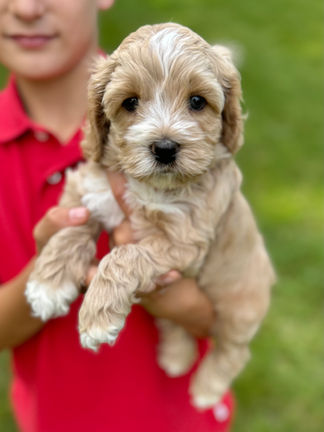 Handsome light apricot with white markings F1 Cockapoo puppy lovingly held for his sunny summer 5 week puppy photo shoot at Chesley Hill Cockapoos NH Cockapoo breeder with Cockapoo puppies for sale to families in NH, MA, VT, CT, RI, ME, NJ, NY, PA, Washignton DC, MD, all of New England and the East Coast.