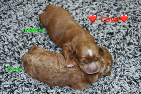 Brother apricot Cockapoo puppies snuggled up together on a fuzzy grey and white blanket. They are being raised by Chesley Hill Cockapoos, a boutique family breeder of Cockapoo puppies located in NH, providing happy and healthy Cockapoo puppies to loving families in Boston, NYC, New England and from the East to West Coast (as long as you can come meet us).
