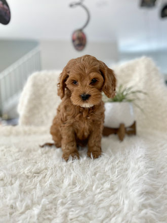 Cute as a button, apricot female cockapoo puppy with white chin striking a pose for her last photo shoot at Chesley Hill Cockapoos a boutique family breeder of Cockapoo puppies, just north of Massachusetts, providing happy and healthy Cockapoo puppies to loving families in Boston, all of New England and the East Coast.