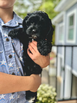 Adorable black with white markings F1 male Cockapoo puppy lovingly held by a young boy during the puppies final photo shoot at Chesley Hill Cockapoos, Massachusetts premier Cockapoo breeder with Cockapoo puppies for sale to families in NH, ME, VT, CT, RI, NY, NYC, NJ, PA, MD, Washington DC, all of New England and the East Coast.