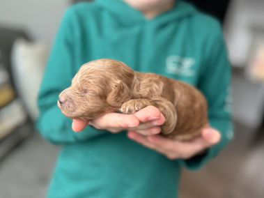 Handsome apricot male Cockapoo puppy lovingly held in a young boys hands for the pups newborn photo shoot at Chesley Hill Cockapoos, NH Cockapoo breeder with Cockapoo puppies for sale to loving families in Boston, Cape Cod, Massachusetts, Newport, Rhode Island, Hartford, Connecticut, NYC, Manhattan, Brooklyn, New York, Newark, NJ, Portsmouth, NH, ME, VT, Washington DC, MD, all of New England and the East Coast.
