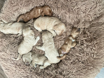 Buff and light apricot Cockapoo puppy litter snuggled up on an earthtone dog bed while being lovingly raised by Chesley Hill Cockapoos, NH family breeder providing happy and healthy Cockapoo puppies to families in NH, VT, ME, Providence, Newport, Newark, Manhattan, Boston, Cape Cod, Hartford, MA, RI, NJ, NY, CT, Washington DC, Philadelphia, MD, all of New England and the East Coast.