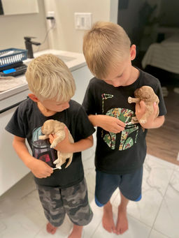 Cockapoo puppies being raised by Chesley Hill Cockapoos, Cockapoo breeder New England. Two young boys are helping perform ENS on the puppies as part of the Chesley Hill Cockapoos Cockapoo puppy curriculum.