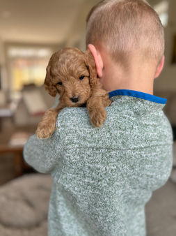 Handsome male F1b Cockapo puppy for sale by Chesley Hill Cockapoos, New Hampshire's premier Cockapoo breeder with puppies for adoption to loving families in Connecticut, New York, Massachusetts, Rhode Island, New Hampshire, Philadelphia, Washington DC, all of New England and the East Coast.