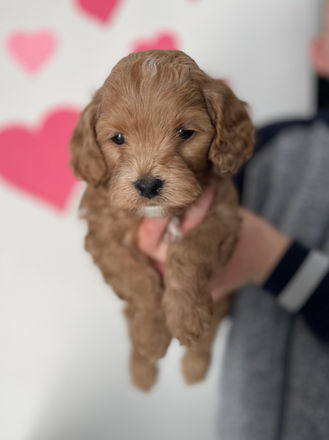 Apricot Cockapoo puppy being lovingly raised by Chesley Hill Cockapoos a family breeder of Cockapoo puppies in NH providing happy and healthy Cockapoo puppies to loving families in Boston, Massachusetts, NYC, New England and all of the East Coast.