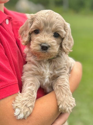 Handsome apricot with white markings F1 Cockapoo puppy lovingly held for his sunny summer 5 week puppy photo shoot at Chesley Hill Cockapoos NH Cockapoo breeder with Cockapoo puppies for sale to families in NH, MA, VT, CT, RI, ME, NJ, NY, PA, Washignton DC, MD, all of New England and the East Coast.