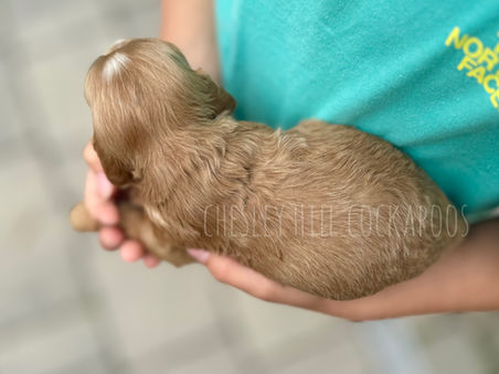 Handsome apricot male F1 Cockapoo puppy lovingly raised by Chesley Hill Cockapoos California's permier Cockapoo breeder with Cockapoo puppies for sale to families nationwide, East Coast (NH, ME, VT, RI, CT, NJ, MD, VA, NY, PA) and West Coast (CA, OR, WA).