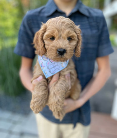 Adorable female Cockapoo puppy posing outdoors on a beautiful New England fall day, during her last photo shoot at Chesley Hill Cockapoos New Englands premier Cockapoo breeder just north of Boston, MA.