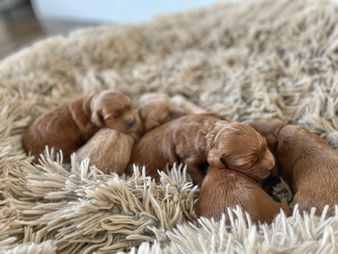Six, one week old Cockapoo puppies in varying shades of cream, apricot and red nestled together on an earthtoned faux fur dog bed for their one week photo shoot at Chesley Hil Cockapoos, a family breeder of Cockapoo puppies located in NH and providing happy and healthy Cockapoo puppies to loving families in Massachusetts, Boston, NYC, all of New England and the East Coast.