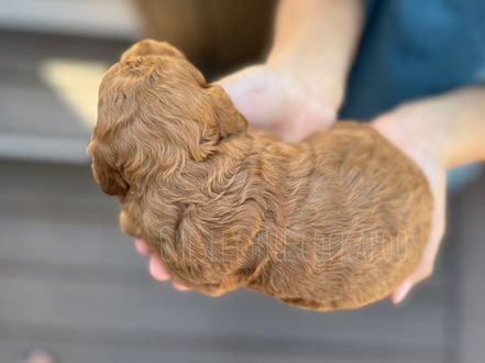 F1b red female Cockapoo puppy raised in NH by Chesley Hill Cockapoos Texas' premier Cockapoo breeder with Cockapoo puppies for sale to families in CT, RI, NH, NJ, MA, NYC, NY, ME, VT, PA, Washington DC, MD, NC, FL, CA, TX, OR, WA, all of New England and East Coast to West Coast.