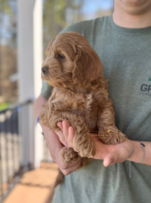 F1b Cockapoo puppy raised by Chesley Hill Cockapoos, a Florida breeder serving families in NY, MA, NH, CT and nationwide