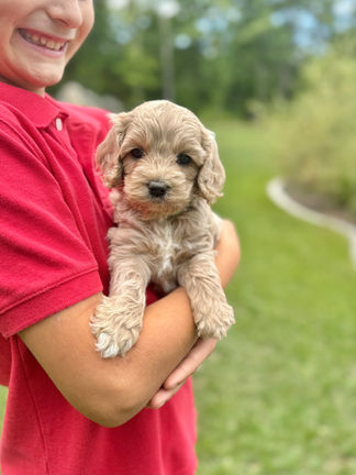 Handsome apricot with white markings F1 Cockapoo puppy lovingly held for his sunny summer 5 week puppy photo shoot at Chesley Hill Cockapoos NH Cockapoo breeder with Cockapoo puppies for sale to families in NH, MA, VT, CT, RI, ME, NJ, NY, PA, Washignton DC, MD, all of New England and the East Coast.