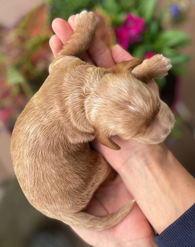 One week old male apricot Cockapoo puppy posed lovingly in a woman's hands for an outdoor photo shoot with a backdrop of vibrant greens, pinks, red and purple flowers and bright sunshine.  He is being raised as part of the Chesley Hill Cockapoos family, a Cockapoo breeder in New England providing happy and healthy Cockapoo puppies to loving families in NH, VT, CT, ME, MA, Boston, RI, NY, NYC, all of New England and the East Coast.