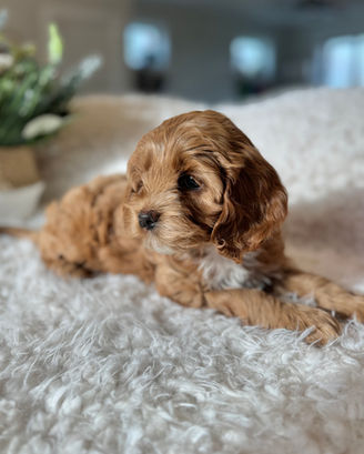 Adorable F1 Cockapoo puppy having a Christmas themed final photo shoot at Chesley Hill Cockapoos New York's premier Cockapoo breeder with Cockapoo puppies for sale to families in CT, NY, NJ, PA, RI, ME, MA, VT, NH, MD, Washington DC, CA, FL, all of New England and the East Coast.