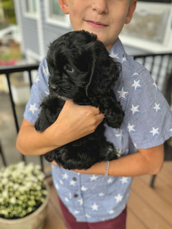 Adorable black with white markings F1 male Cockapoo puppy lovingly held by a young boy during the puppies final photo shoot at Chesley Hill Cockapoos, Massachusetts premier Cockapoo breeder with Cockapoo puppies for sale to families in NH, ME, VT, CT, RI, NY, NYC, NJ, PA, MD, Washington DC, all of New England and the East Coast.