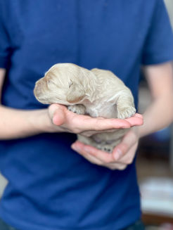 Buff male cockapoo puppy lovingly held in the hands of a boy for his first photo shoot at Chesley Hill Cockapoos NH Cockapoo puppy breeder lovingly raising Cockapoo puppies for families in NH, Boston, Cape Cod, MA, VT, RI, Hartford, CT, Manhattan, NYC, NY, Washington DC, MD, all of New England and the East Coast.