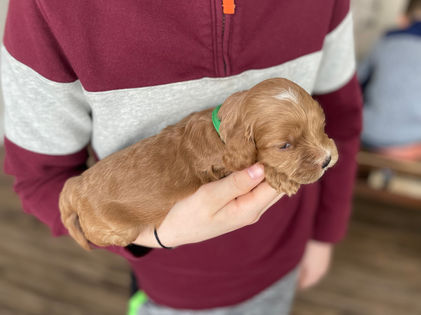3 week old apricot with white markings male cockapoo puppy being held by a young boy wearing a maroon and grey sweater for the pups photo shoot at Chesley Hill Cockapoos, a boutique family breeder located in NH providing happy and healthy Cockapoo puppies to loving families in Boston Massachusetts, all of New England and the East Coast.