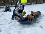 Apricot cockapoo puppies and a young boy playing outside on a mild winter new england day.  They are being lovingly raised by Chesley Hill Cockapoos a boutique family breeder of Cockapoo puppies in New England, finding loving families in NYC, Boston, Massachusetts, all of New England and the East Coast.
