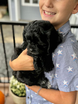 Adorable black with white markings F1 male Cockapoo puppy lovingly held by a young boy during the puppies final photo shoot at Chesley Hill Cockapoos, Massachusetts premier Cockapoo breeder with Cockapoo puppies for sale to families in NH, ME, VT, CT, RI, NY, NYC, NJ, PA, MD, Washington DC, all of New England and the East Coast.