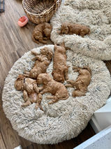 7 adorable apricot cockapoo puppies lazily lounging and sleeping on an earthtone dog bed inside after enjoying playtime and sensory enrichment outside with the family of Chesley Hill Cockapoos a family breeder of happy and healthy Cockapoo puppies in New England.