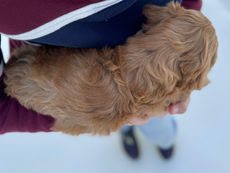 Beautiful red female F1b Cockapoo puppy lovingly held for her 6 week photo shoot at Chesley Hill Cockapoos, Connecticut Cockapoo breeder with Cockapoo puppies for sale to families in Connecticut, Rhode Island, New York, New Hampshire, Massachusetts, Maine, Vermont, Pennsylvania, Maryland, Washington DC, all of New England and the East Coast.