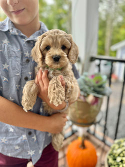 Adorable apricot with white markings F1 male Cockapoo puppy lovingly held during the puppies final photo shoot at Chesley Hill Cockapoos, Massachusetts premier Cockapoo breeder with Cockapoo puppies for sale to families in NH, ME, VT, CT, RI, NY, NYC, NJ, PA, MD, Washington DC, all of New England and the East Coast.