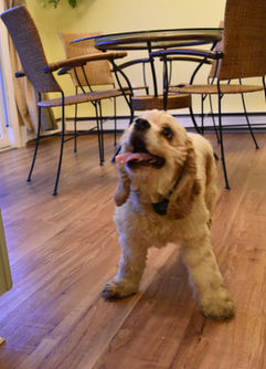 Gorgeous red and white parti champin AKC Cocker Spaniel momma living her best life in NH as part of the Chesley Hill Cockapoos family, premier family Cockapoo breeder in NH providing Cokapoo puppies to families in Boston, Cape Cod, Massachusetts, Hartford, CT, New York City, Manhattan, Brooklyn, Dumbo, New York, Philadelphia, PA, Portsmouth, Hooksett, NH, Portland, Kennybunkport, ME, Newport, RI, Morris County, Spring Lake, NJ, Vermont, all of New England and the East Coast.