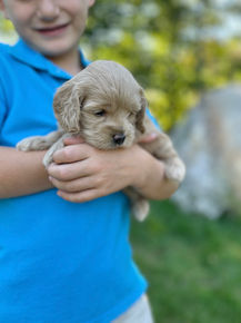 Adorable female F1 Cockapoo puppy lovingly held by a little boy outdoors in NH on a lovely fall day. The pup is being raised by Chesley Hill Cokapoos, New England's premier Cockapoo breeder raising Cockapoo puppies for families in Connecticut, Rhode Island, New York, Maine, New Hampshire, Vermont, Maine, New Jersey, Washington DC, Maryland, all of New England and the East Coast.