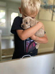 Red male Cockapoo puppy being held by a blonde boy, while he is being raised by Chesley Hill Cockapoos a family Cockapoo breeder in New England, providing happy and healthy Cockapoo puppies to loving families in Boston, MA, VT, ME, NH, RI, CT, MD, DC, NY, NYC, all of New England and the East Coast.