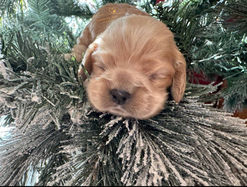 Upcoming dam at Chesley Hill Cockapoos Cockapoo breeder Florida with Cockapoo puppies for sale to families in NH, MA, ME, CT, NY, VT, MD, VA, NC, SC, FL, TX, CA all of New England and East Coast to West Coast