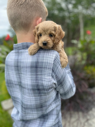 Beautiful apricot female Cockapoo puppy lovingly held for her 6 week outdoor photo shoot at Chesley Hill Cockapoos in New Hampshire. Chesley Hill Cockapoos is a family breeder of Cockapoo puppies in New England, helping families in Boston, Massachusetts, New Haven CT, RI, NJ, NYC, all of New England and the East Coast find their forever Cockapoo puppy.