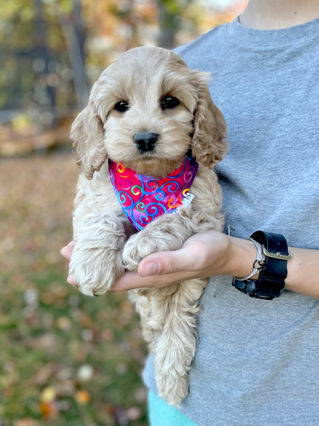 Adorable Cockapoo puppy in the arms of a young boy for the pups final photo shoot at Chesley Hill Cockapoos, New England breeder of Cockapoo puppies for families in Massachusetts, Boston, Cape Cod, New York, Manhattan, Brooklyn, New Jersey, Newark, Connecticut, Hartford, Bridgeport, New Hampshire, Portsmouth, Vermont, Maine, Philadelphia, Washington DC, Maryland, all of New England and the East Coast.