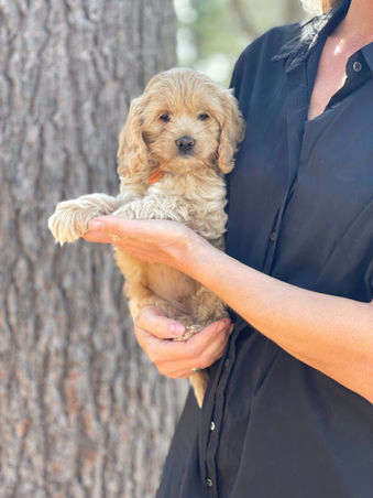 Beautiful cream female Cockapoo puppy adorably posing for the camera during her outside photo shoot with blue skies and green budding trees as the backdrop.  She is being lovingly raised by Chesley Hill Cockapoos a premier family breeder of Cockapoo puppies in New England providing happy and healthy Cockapoo puppies to loving families in Boston, Massachusetts, NYC, CT, VT, NH, ME, RI, all of New England and the East Coast.
