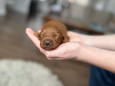 Gorgeous dark red female Cockapoo puppy lovingly held in a young boys hands for the pups newborn photo shoot at Chesley Hill Cockapoos, NH Cockapoo breeder with Cockapoo puppies for sale to loving families in Boston, Cape Cod, Massachusetts, Newport, Rhode Island, Hartford, Connecticut, NYC, Manhattan, Brooklyn, New York, Newark, NJ, Portsmouth, NH, ME, VT, Washington DC, MD, all of New England and the East Coast.