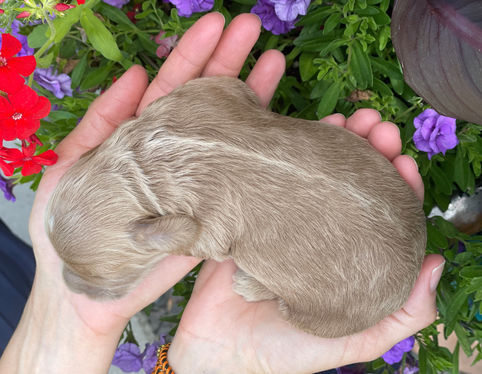 One week old, outdoor summer photo shoot for a litter of Cockapoo puppies being lovingly raised by Chesley Hill Cockapoos a New England based Cockapoo breeder who lovingly raises their Cockapoo puppies for families in NH, ME, VT, Boston, MA, NY, NYC, CT, RI, all of New England and the East Coast.