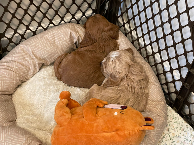 Cockapoo puppies snuggled up together after a big day of play and a full belly after nursing with momma. The pups are being lovingly raised by Chesley Hill Cockapoos, New England's premier Cockapoo family breeder helping families in NH, MA, VT, CT, RI, NY, ME, VT, Washington DC, MD all of New england and the East Coast find their forever pup.