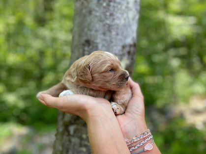 Handsome apricot with white markings Cockapoo puppy enjoying the sunshine during his outdoor photo shoot at Chesley Hill Cockapoos, a family breeder of Cockapoo puppies located in New England, providing happy and healthy Cockapoo puppies to loving families in Boston, MA, New York City, NY, VT, CT, RI, NH, ME all of New England and the East Coast.