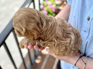 Beautiful apricot F1 Cockapoo puppy lovingly raised in NH by Chesley Hill Cockapoos Florida's premier Cockapoo breeder with Cockapoo puppies for sale to families in NYC, Manhattan, Brooklyn, NY, Hartford, Darien, CT, Boston, Cape Cod, MA, Portsmouth, Merrimack, NH, Kennebunkport, ME, Newport, RI, NJ, VT, MD, Palm Beach, Naples, Miami, FL, all of New England and East Coast to West Coast (San Francisco, Los Angeles, Beverly Hills, Palo Alto, Los Altos Hills, Malibu CA, OR, WA).