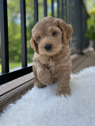 Handsome apricot male Cockapoo puppy posing outside on a sunny summer day on a white faux fur rug for his final photo shoot at Chesley Hill Cockapoos a Cockapoo breeder in New England and just north of Boston.  
Chesley Hill Cockapoos Cockapoo Breeders Massachusetts.