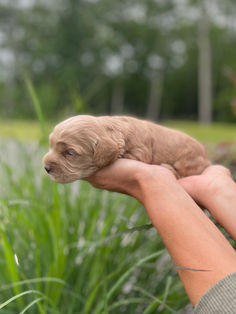 Handsome 2 week old male Cockapoo puppy adoringly held by a woman during the puppy's outdoor photo shoot with a backdrop of green summer foliage and light blue skies.  He is being raised by Chesley Hill Cockapoos a family breeder located in New England providng happy and healthy Cockapoo puppies to loving families in Boston, MA, NH, VT, CT, RI, NY, NYC, ME, all of New England and the East Coast.