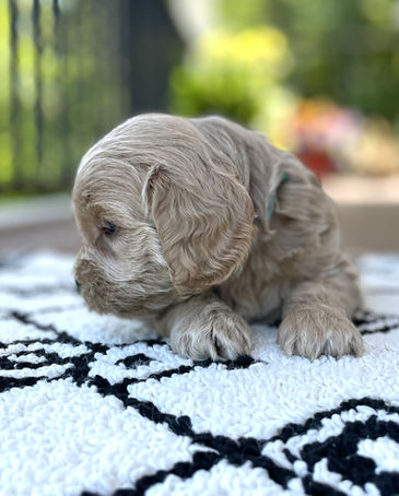 Handsome 4 week old apricot male Cockapoo puppy posed outside on a beautiful sunny day with summer greens as the backdrop.  He is being lovingly raised by Chesley Hill Cockapoos a family breeder of Cockapoo puppies in NH, just north of Boston.  We provide happy and healthy Cockapoo puppies to loving families in Boston, MA, NH, ME, VT, CT, RI, MD, all of New England and the East Coast.