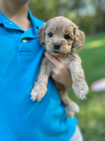 Handsome male F1 Cockapoo puppy lovingly held by a little boy outdoors in NH on a lovely fall day. The pup is being raised by Chesley Hill Cokapoos, New England's premier Cockapoo breeder raising Cockapoo puppies for families in Connecticut, Rhode Island, New York, Maine, New Hampshire, Vermont, Maine, New Jersey, Washington DC, Maryland, all of New England and the East Coast.