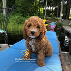 Cockapoo Puppies New England Chesley Hill Cockapoos