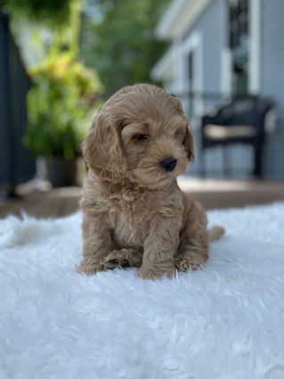Handsome apricot male Cockapoo puppy posing outside on a sunny summer day on a white faux fur rug for his final photo shoot at Chesley Hill Cockapoos a Cockapoo breeder in New England and just north of Boston.  
Chesley Hill Cockapoos Cockapoo Breeders Massachusetts.