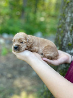 Male Cockapoo puppy lovingly held for his 2 week photo shoot at Chesley Hill Cockapoos, New England Cockapoo breeder providing happy and healthy Cockapoo puppies to families in Boston, Massachusetts, NYC, CT, RI, NH, VT, MD, all of New England and the East Coast.