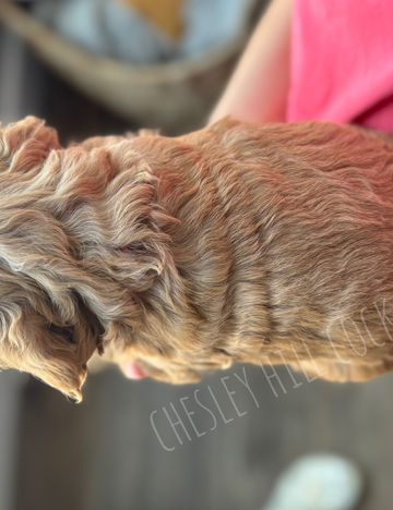 Adorable F1b Cockapoo puppy lovingly raised by Chesley Hill Cockapoos New York's premier Cockapoos breeder with Cockapoo puppies for sale to families in Boston, Cape Cod, MA, Portsmouth, NH, Hartford, CT, Newport, RI, NJ, NYC, Manhattan, Brooklyn, NY, Philadelphia, PA, ME, VT, Bethesda, MD all of New England and the East Coast.