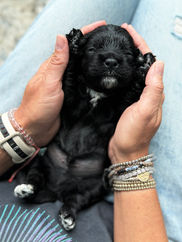 Handsome black with white male F1 Cockapoo puppy lovingly held by a young boy for the pups 2 week photo shoot at Chesley Hill Cockapoos NH Cockapoo breeder with Cockapoo puppies for sale to loving families in NH, Boston, Cape Cod, MA, Hartford, CT, Manhattan, Brooklyn, New York City, NY, Newport, RI, NJ, MD, Washington DC, Philadelphia, PA all of New England and the East Coast.