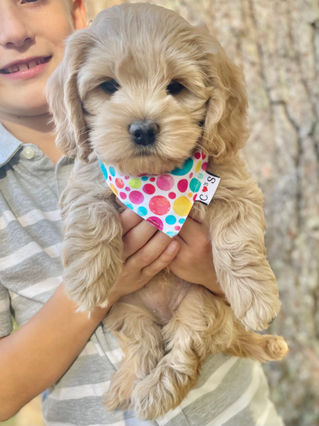 Adorable Cockapoo puppy in the arms of a young boy for the pups final photo shoot at Chesley Hill Cockapoos, New England breeder of Cockapoo puppies for families in Massachusetts, Boston, Cape Cod, New York, Manhattan, Brooklyn, New Jersey, Newark, Connecticut, Hartford, Bridgeport, New Hampshire, Portsmouth, Vermont, Maine, Philadelphia, Washington DC, Maryland, all of New England and the East Coast.